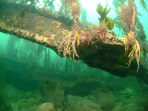Wreck of the Butetown.